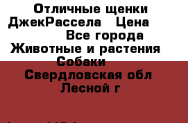 Отличные щенки ДжекРассела › Цена ­ 50 000 - Все города Животные и растения » Собаки   . Свердловская обл.,Лесной г.